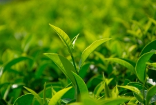 茶葉品牌應(yīng)利用包裝設(shè)計來展示產(chǎn)品品質(zhì)、地域特色等提升品牌形象和競爭力
